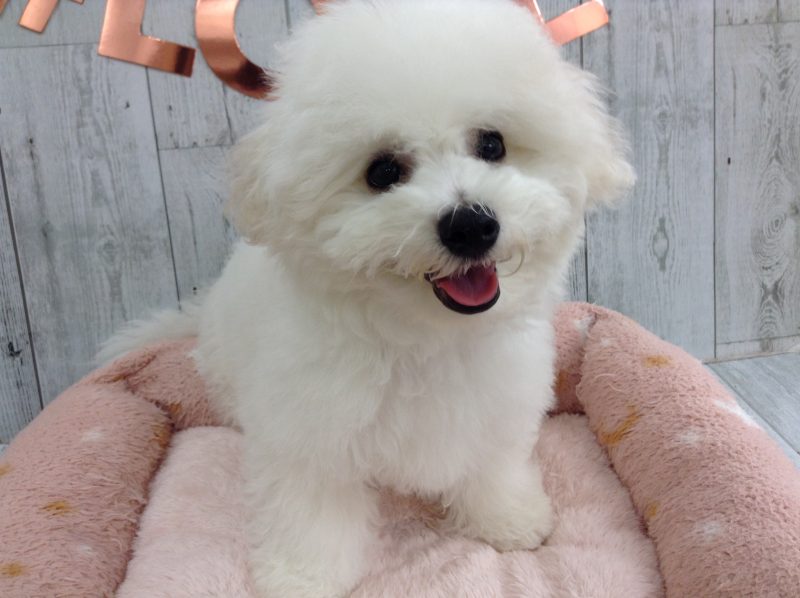 🎵お散歩犬フェア🎵