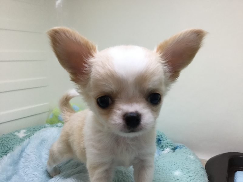 ★スタッフおすすめ★