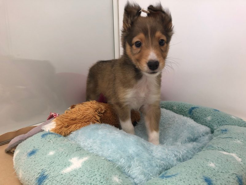 新✨オススメ犬💛