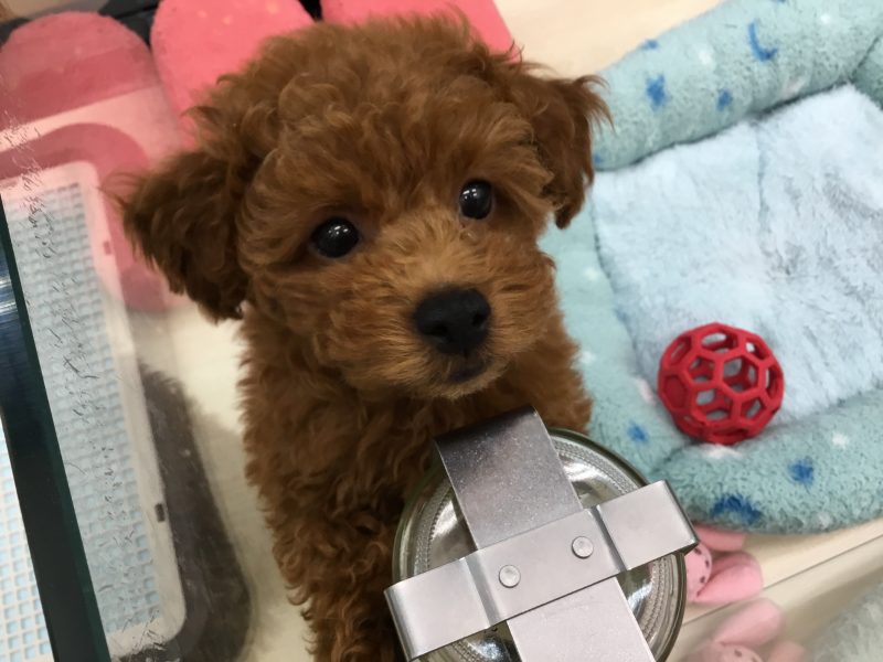 おすすめ犬バトンタッチ☆