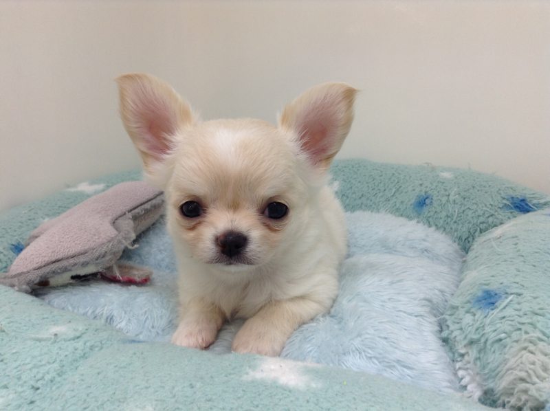 NEWおすすめワンちゃんでーーす！！