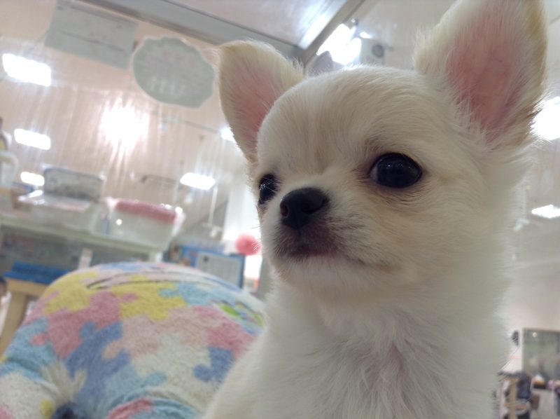 　💗チワワのちーちゃん💗