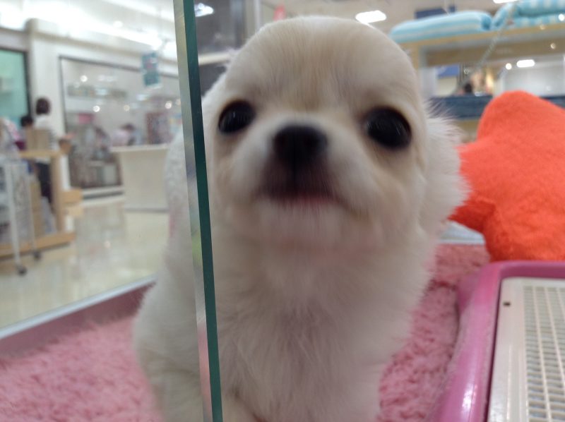 チワワについて～
