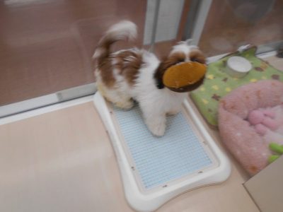 ♪シズ子さん覚えました♪