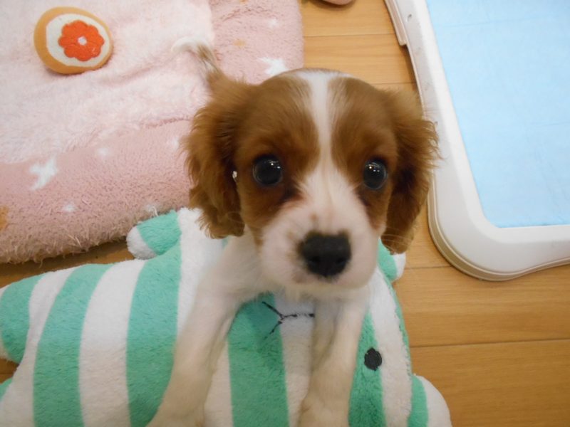 にゅーふぇいす☆