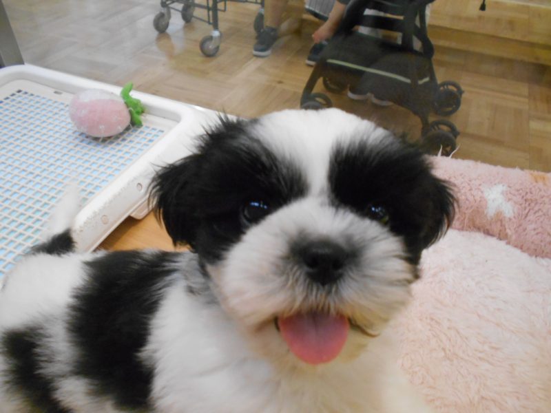 チーコちゃんと新しいおすすめ犬☆