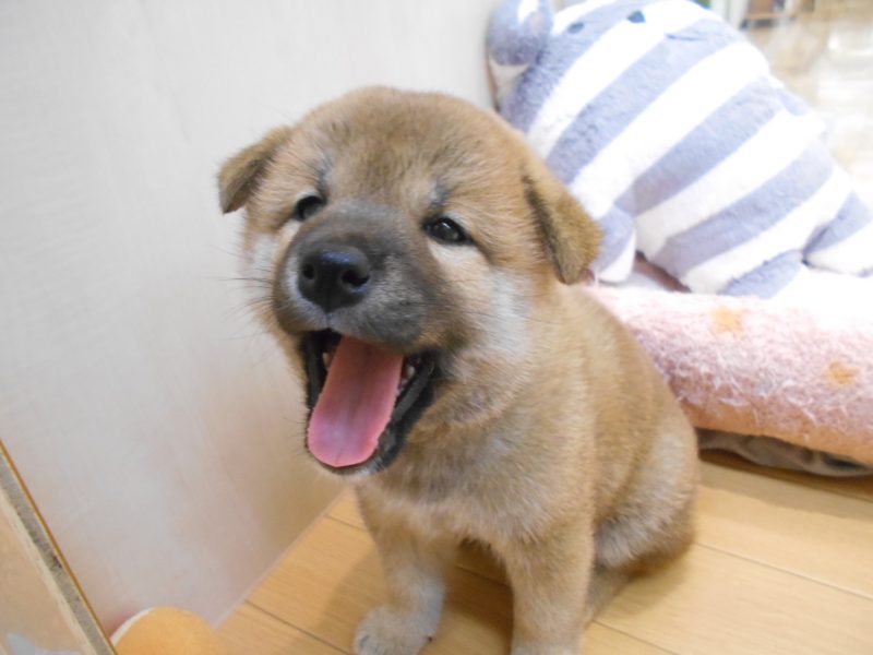 新入りちゃん♪
