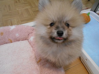 ☆新入りポンちゃん☆