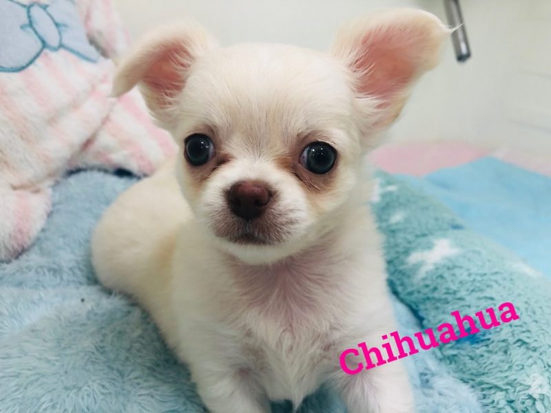 ★NEWチワワちゃんず登場！！★