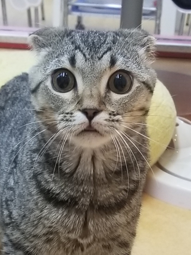 ☆ニャンニャンフェア☆