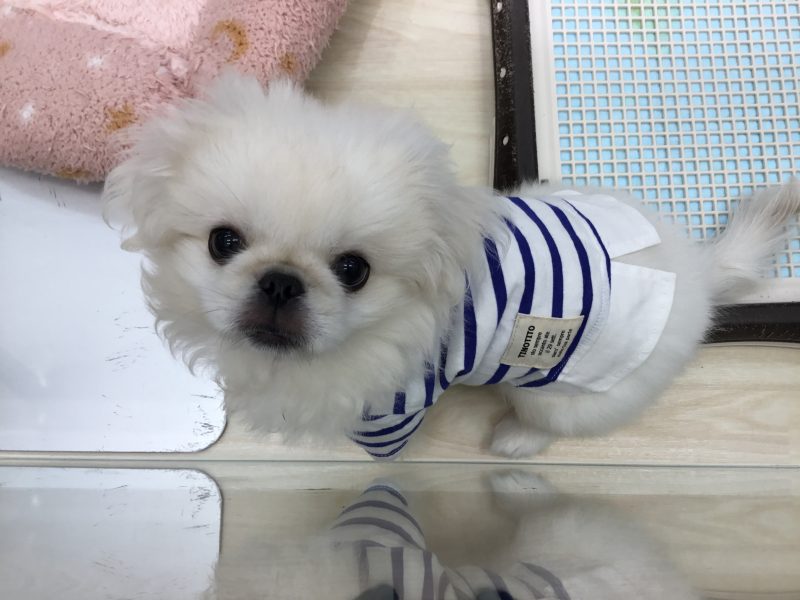 イチオシわんちゃん☆
