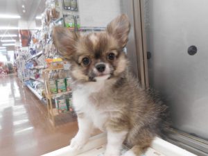 ☆お得な情報＆新しいわんちゃん☆