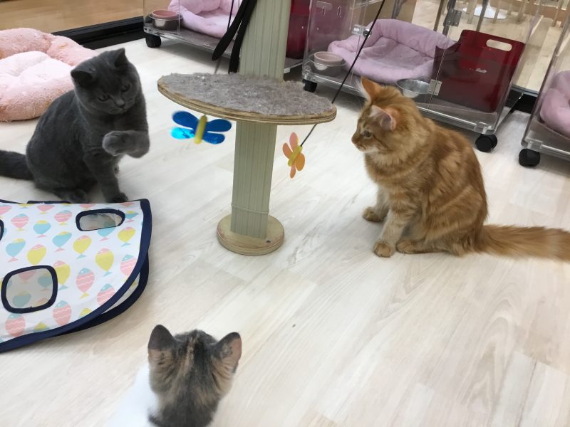 今日も一日まったり過ごす　ワンちゃん&ネコちゃん🎵