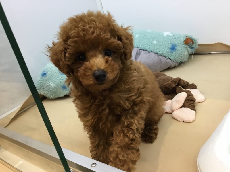 新しいおすすめ犬は・・・？？？