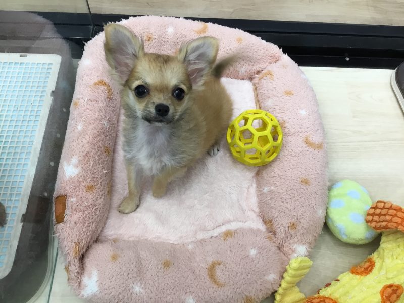 元気いっぱいのチワワーず&スヤスヤにゃんず😪