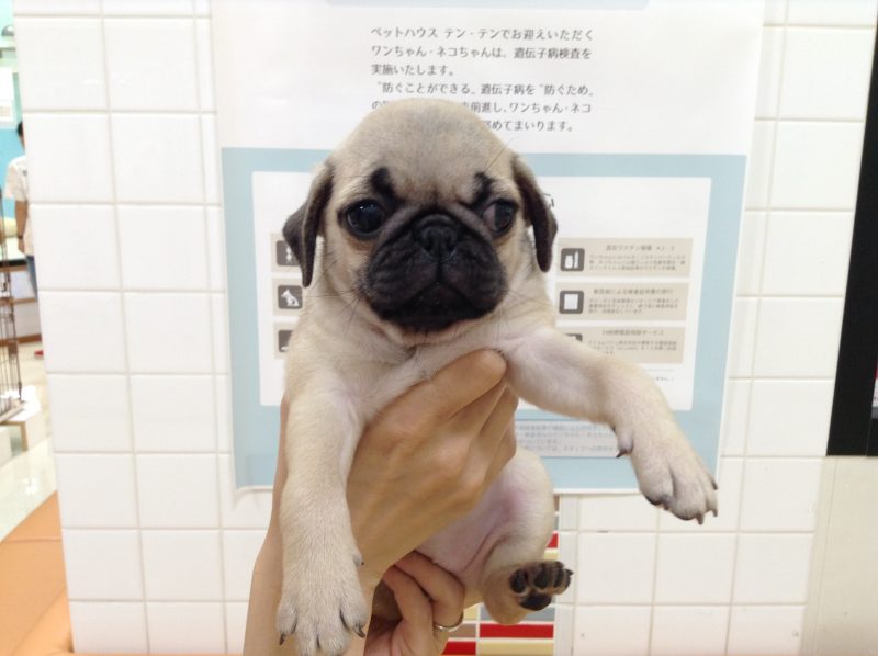 ☆新おすすめ犬☆