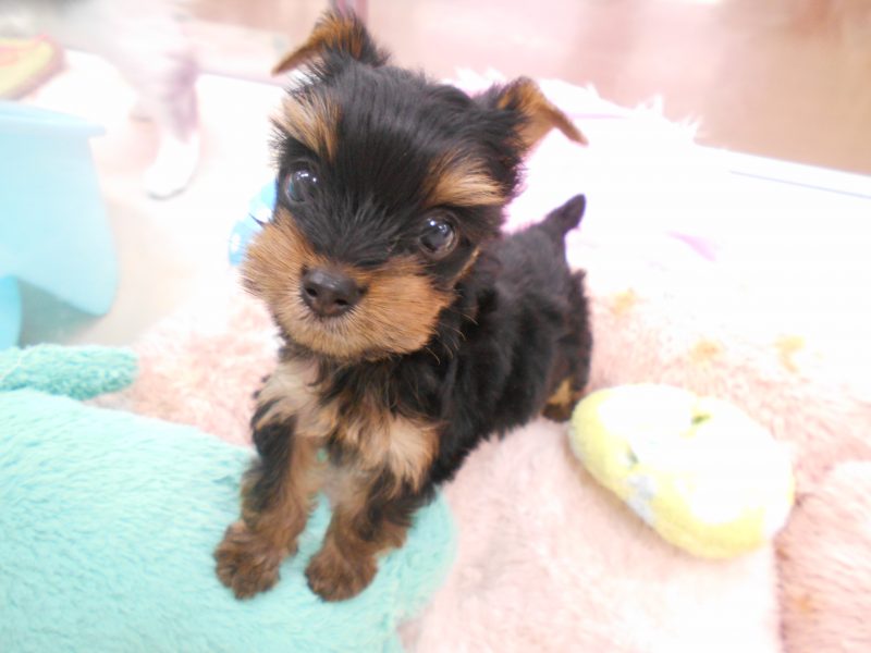 テンテンフェスタ始まります！