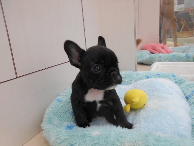 新しい仲間が増えました♬