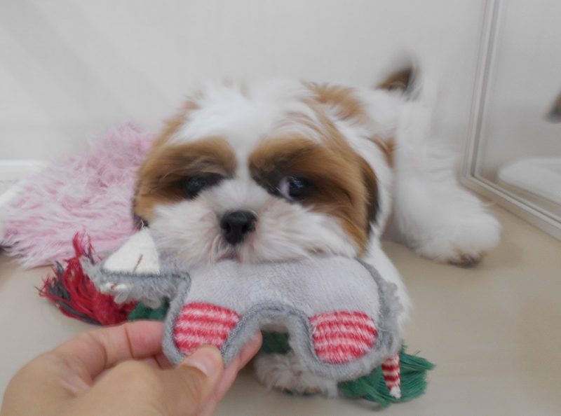 ２２日トリミング空き状況