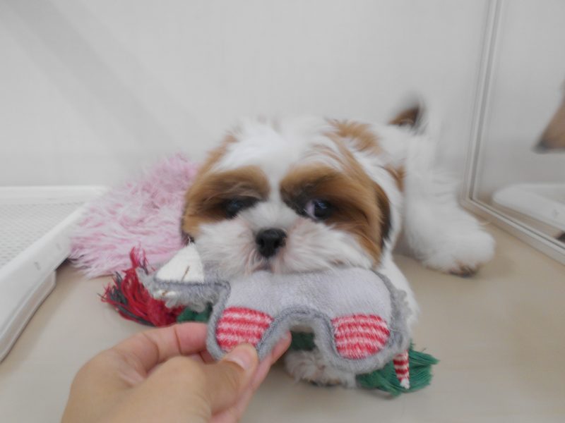オススメ犬が増えました☆