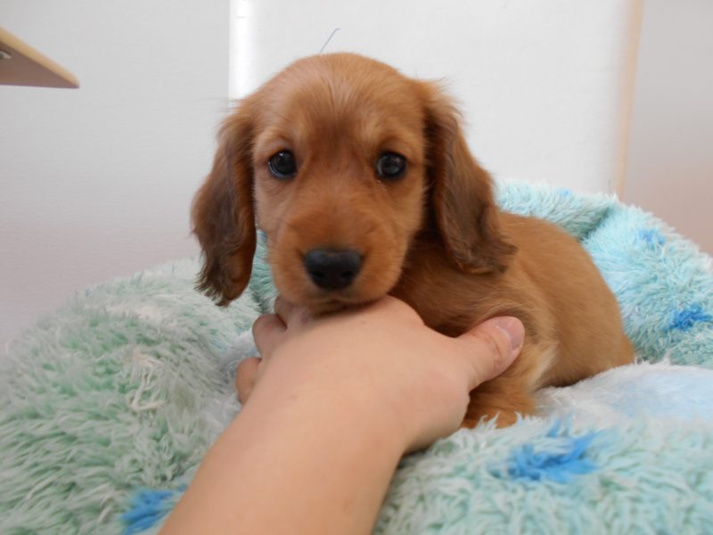 新しいわんちゃんが来ました♪