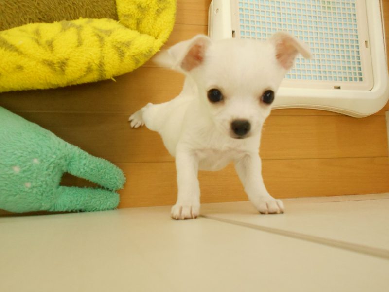 オススメ犬、ちー君☆
