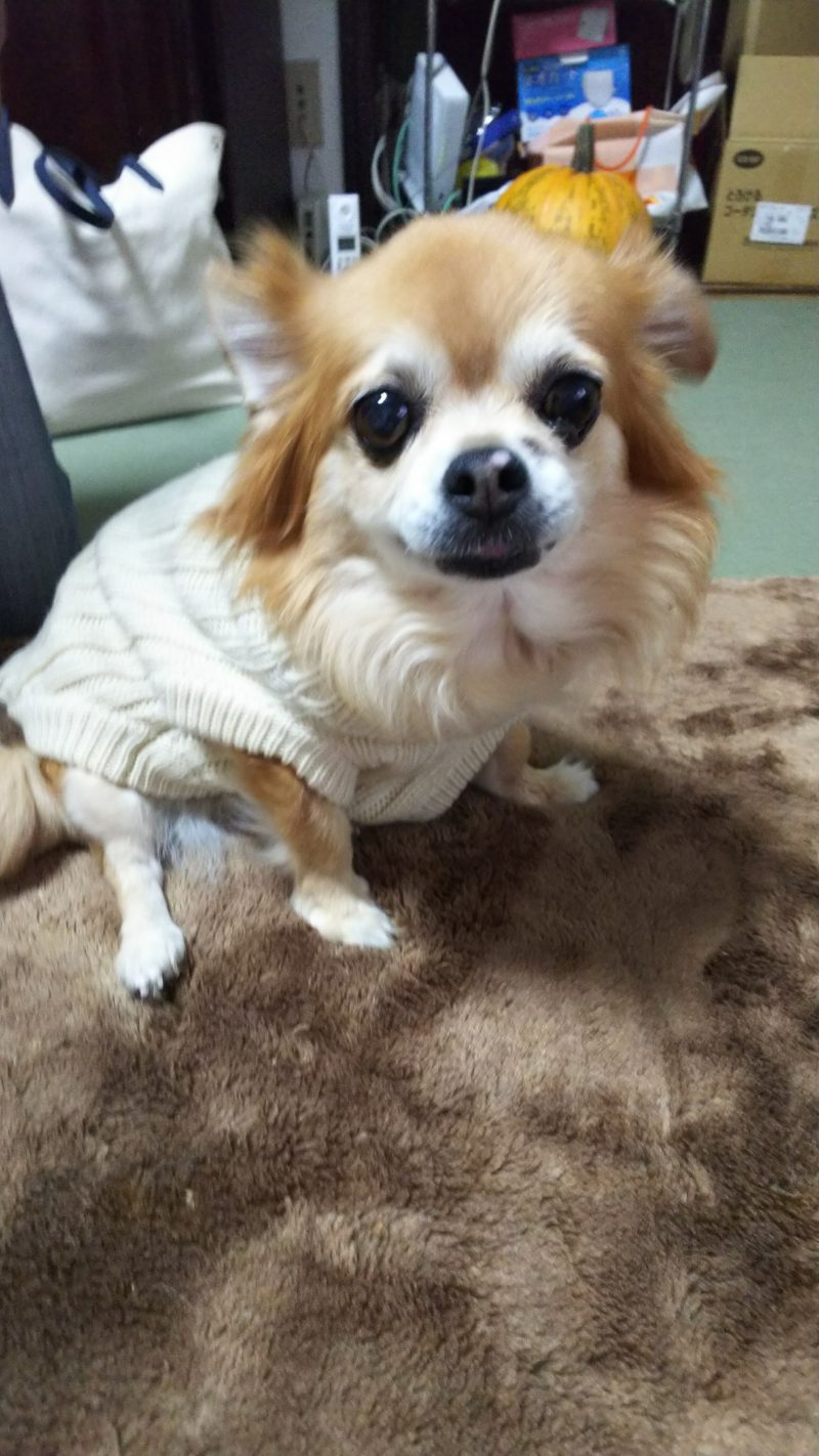 トリミングの空き状況について