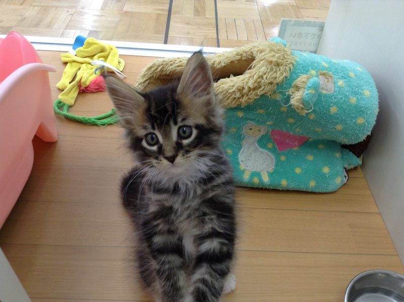 ☆にゃんにゃん☆彡