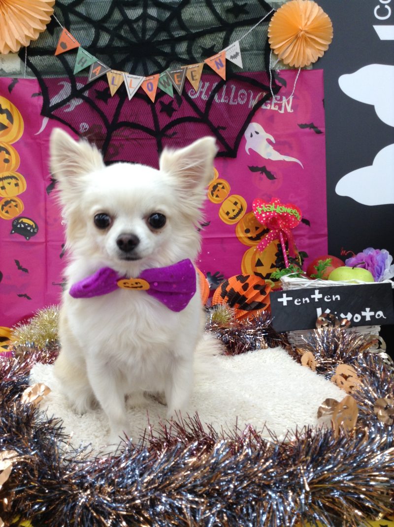 🎃ハローウィン　トリミング🎃