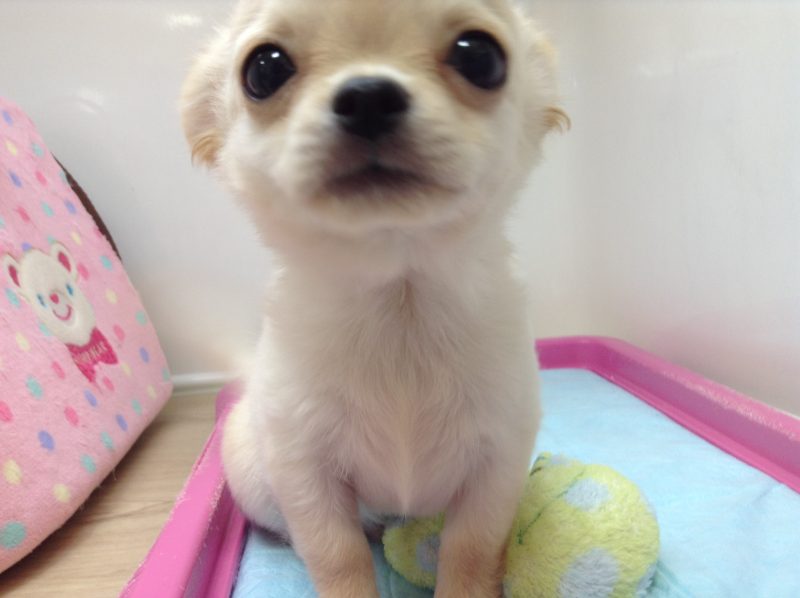 ✨おすすめ犬バトンタッチ✨