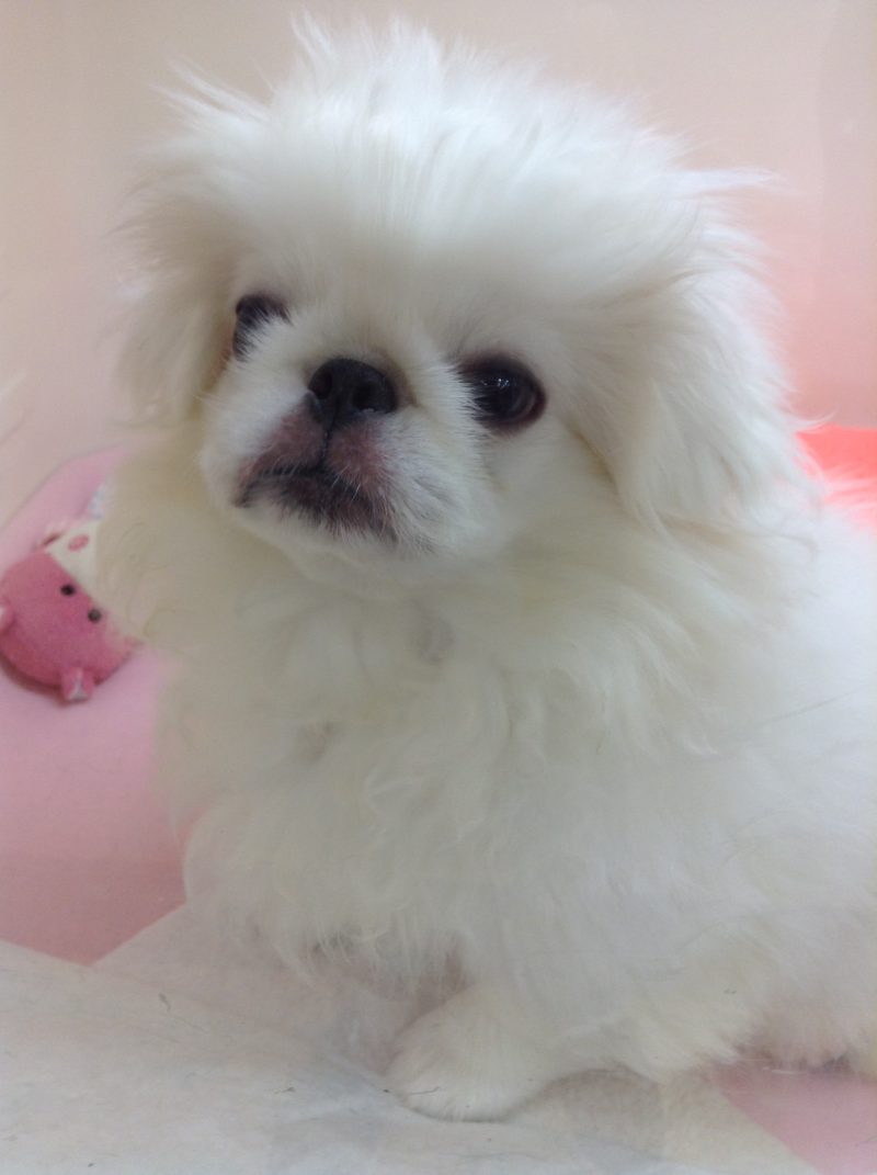 ☆テンテンフェスタ☆～限定おすすめ犬お知らせ～