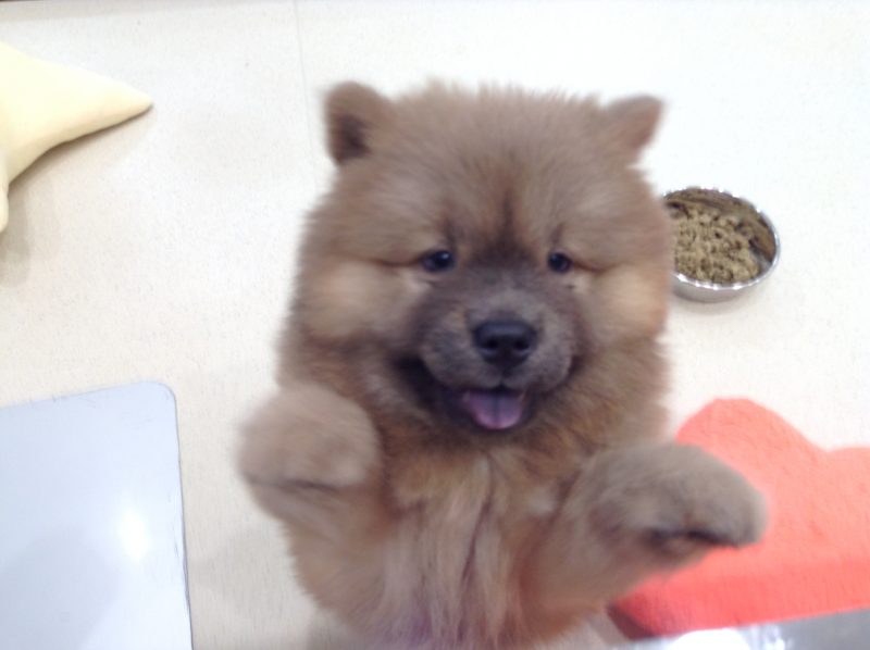 チャウちゃんどれくらい大きくなったかな～？