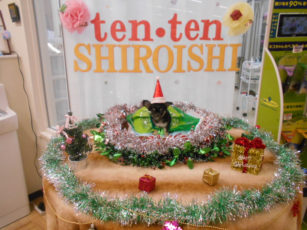 可愛い写真を撮ろう🎄