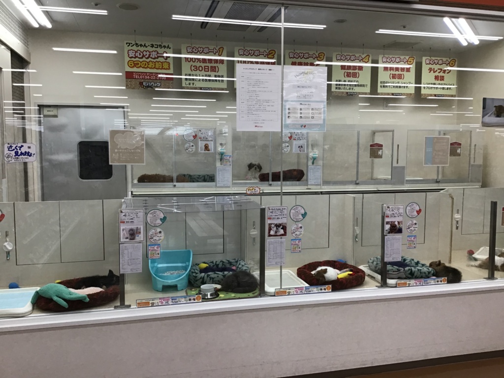 小樽店に珍しいワンちゃんが！！！