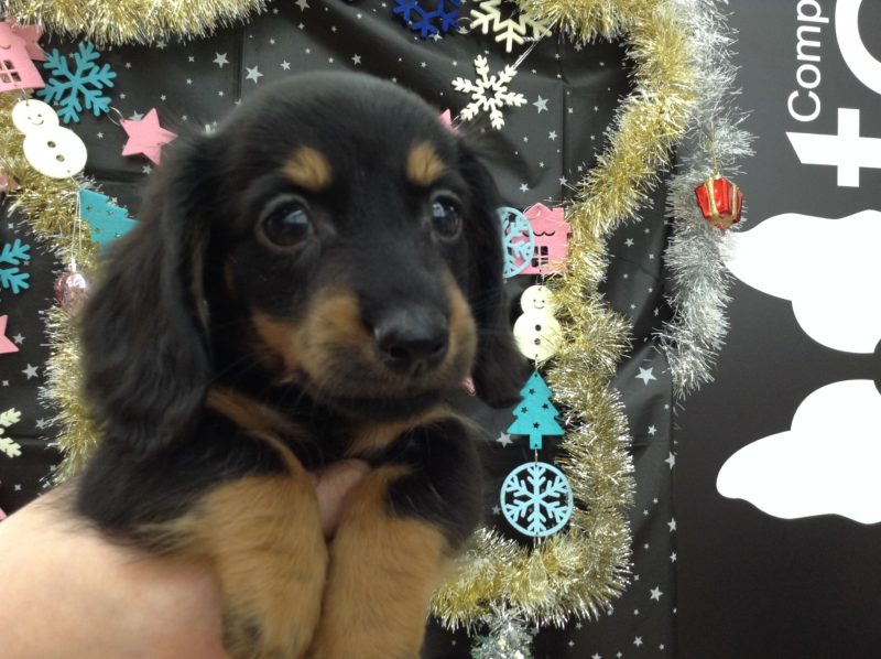 ☆マロまゆちゃん☆