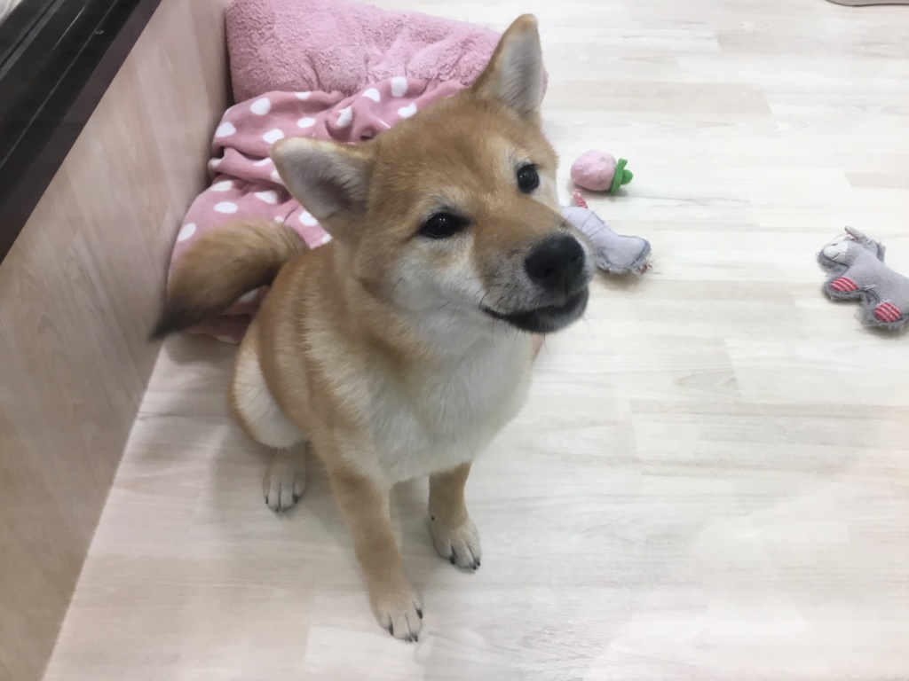 可愛くなったよ💓
