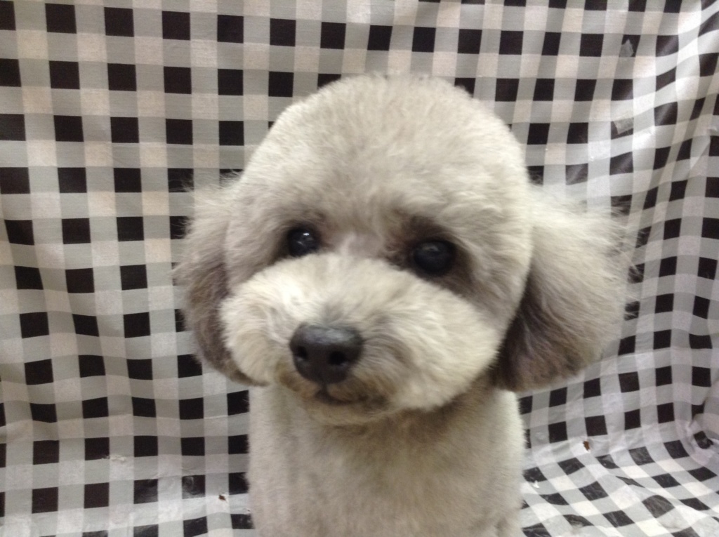 トリミング予約状況をお知らせ致します☆★