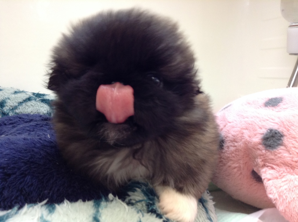 ☆はなぺちゃ～ズ新入り加入☆