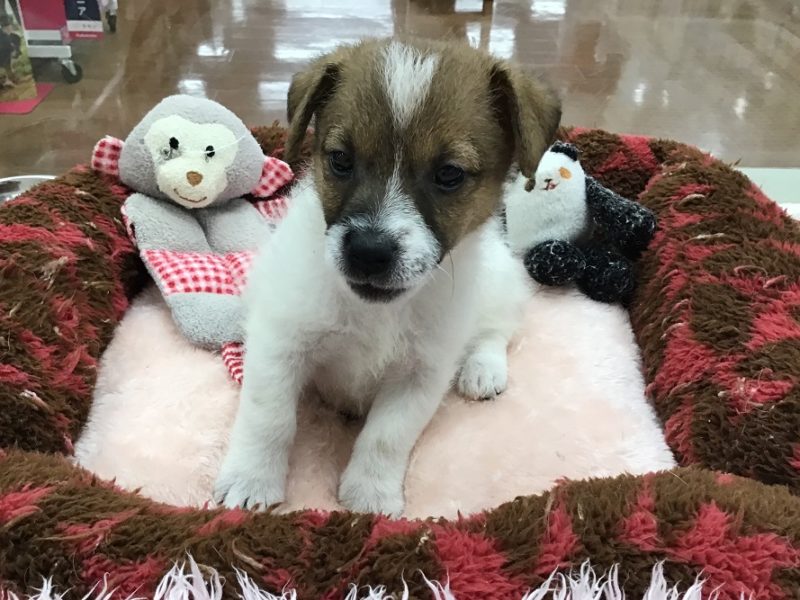 新しい子がやってきました☆