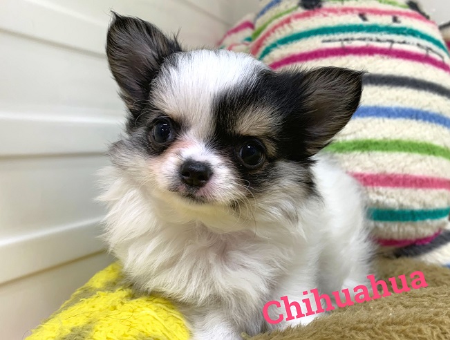 ふわふわ 小顔なチワワちゃん ペットハウステンテンペットハウステンテン ふわふわ 小顔なチワワちゃん ペットハウステンテンペットハウステンテン