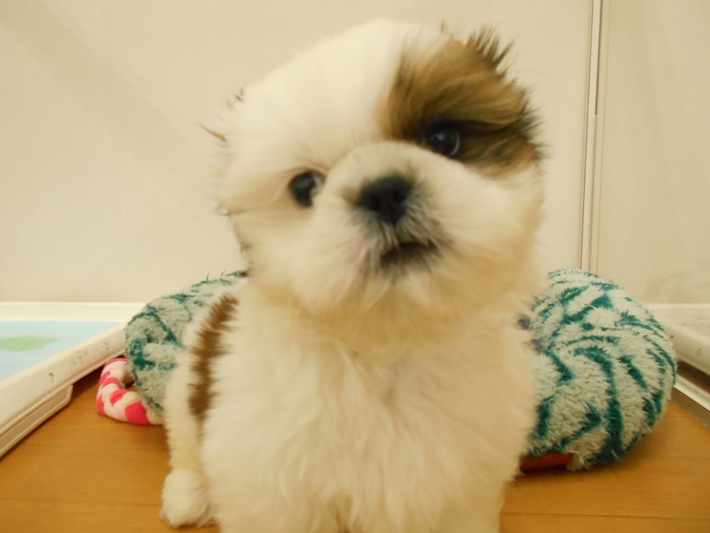 ＊NEWFACE＊
