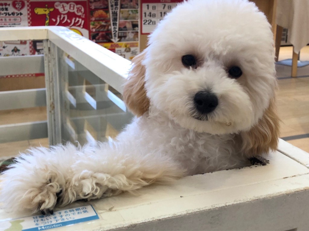 福住店のアイドルはあたち♡