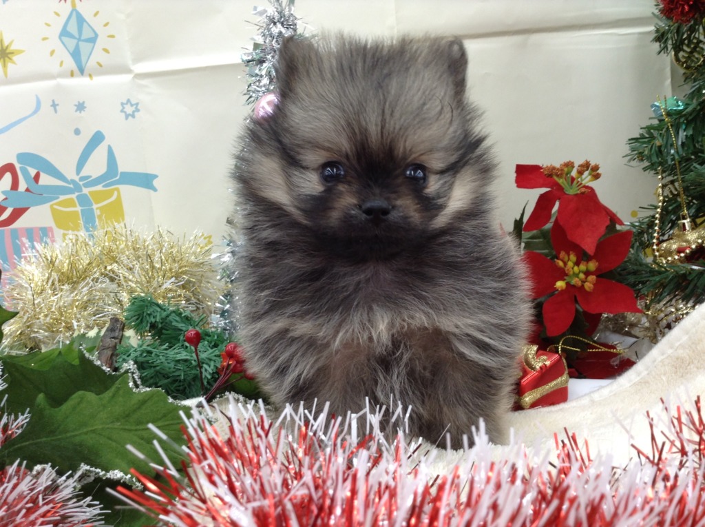 😊年末年始の営業時間のお知らせ＆新入りくん😊