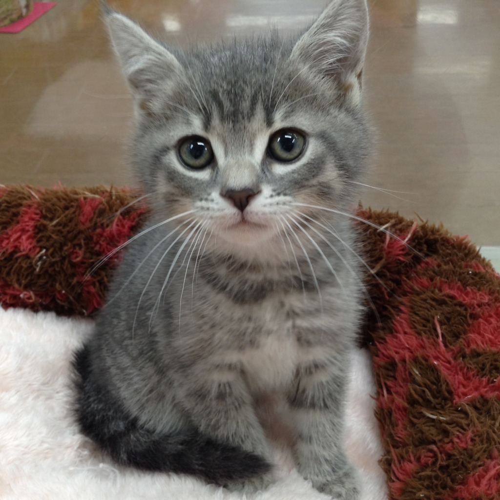 💗ＮＥＷ　ＦＡＣＥ🐈