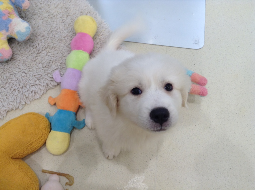 ピレちゃんのご紹介♪