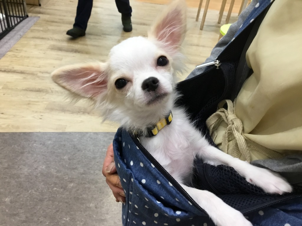 ⭐新しいおすすめ犬の発表～⭐
