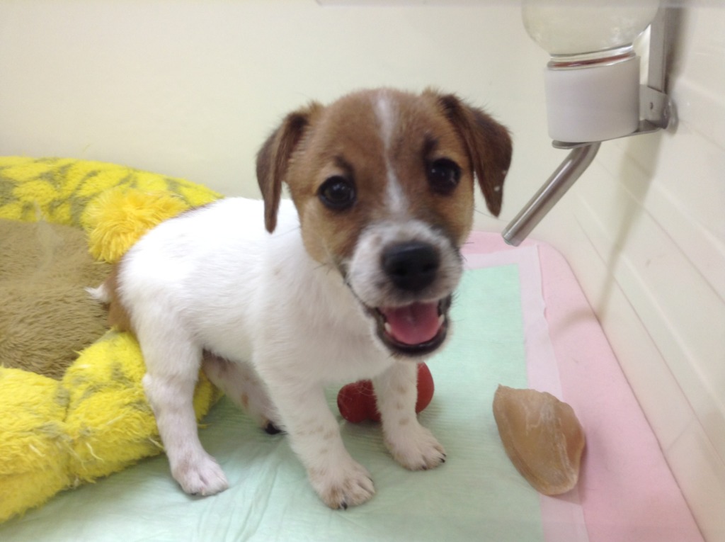 ☆ＮＥＷおすすめ犬☆