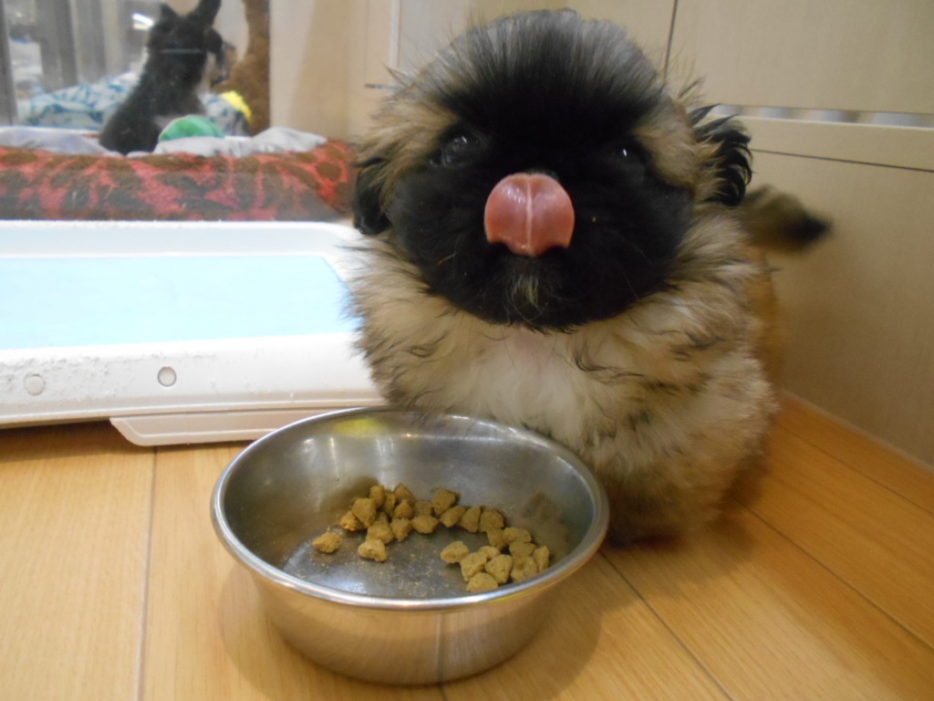 お久ぶりのペキたん♥