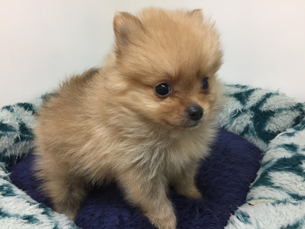 ★ポメ＆ミックス犬ご紹介★