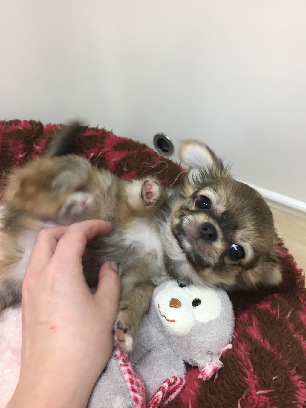 今日の、ちーちゃん♬